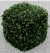 Cubed Preserved Boxwood Topiary Plant for Privacy